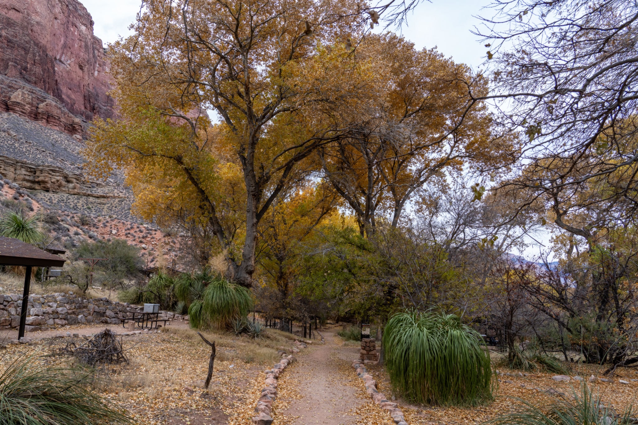 Desert landscape with autumn cottonwood trees in New Mexico